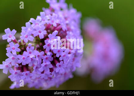 Verbena Bonariensis Eisenkraut Patagonica, Verbenaceae. Stockfoto