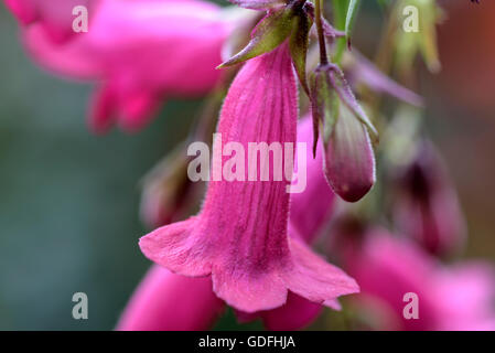 Penstemon Andenken ein Friedrich Hahn, Granat. Rote Trompete geformte Blüten. Stockfoto