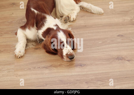 Hund auf dem Boden Stockfoto
