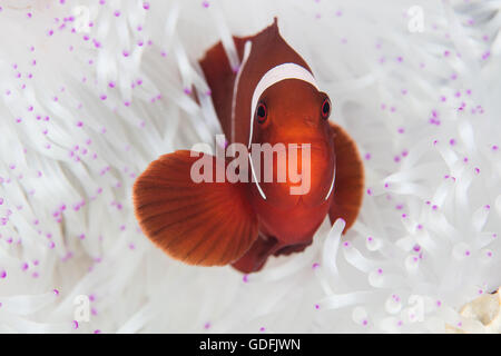 Ein Spinecheek Anemonenfische (Premnas Biaculeatus) schwimmt unter den gebleichten Tentakeln seine Host-Anemone an einem Riff in Indonesien. Stockfoto