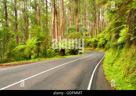 Maroondah Highway in den Yarra Ranges, nördlich von Melbourne. Stockfoto