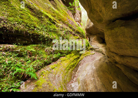 Schmale Schlucht in Mickey Creek Schlucht Teil des Carnarvon Gorge. Stockfoto