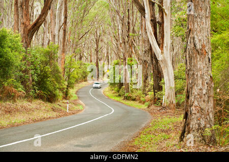 Auto auf einer Straße durch alten Eukalyptus-Wald. Stockfoto