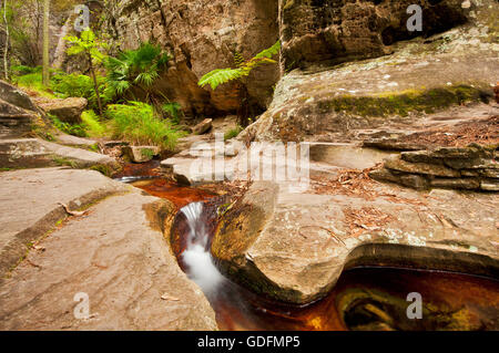 Kleiner Bach in Wards Schlucht, eine der Attraktionen in Carnarvon Gorge. Stockfoto