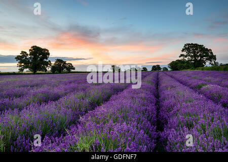 Reihen von Lavendel wächst in einem Feld in der Landschaft von Somerset Stockfoto