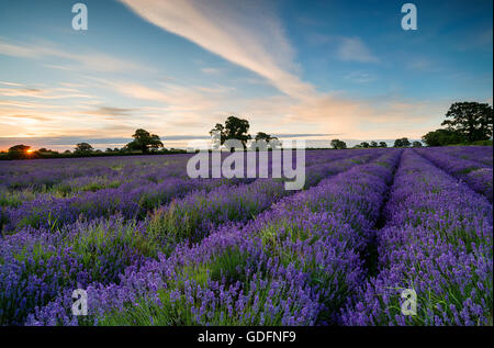 Sonnenaufgang über ein Feld von Lavendel blüht in der Landschaft von Somerset Stockfoto