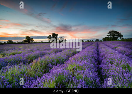 Sonnenaufgang über ein Feld von Lavendel wächst in der Landschaft von Somerset Stockfoto