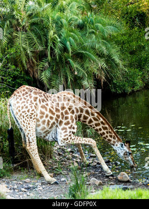 Giraffe aus einem Wasserloch zu trinken Stockfoto