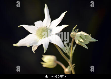 Australische Flanell Blumen (Actinotus Helianthi) in Sydney, Australien Stockfoto