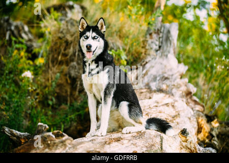 Husky Junghund auf gefallenen Baumstamm sitzend. Sommer-Saison Stockfoto