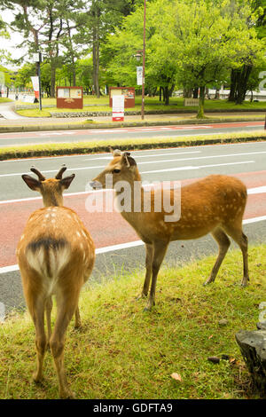 Sika Hirsche in Nara-Park. Stockfoto