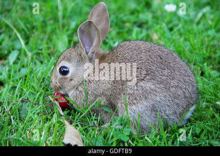 Graue wild niedlichen Kaninchen Gras essen Kirsche Stockfoto