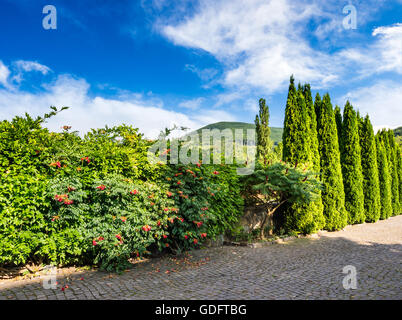 kleiner Park mit Nadelbaum Bäume und Sträucher mit roten Blüten und gepflasterten Straße in Bergen Stockfoto