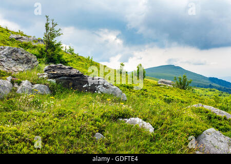 Abhang des Gebirges mit Nadel-Baum auf Wiese im Morgenlicht Stockfoto