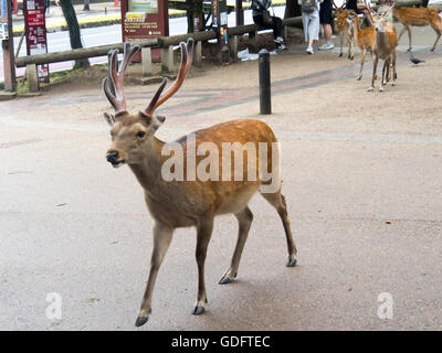 Eine männliche Sika Hirsche in Nara-Park. Stockfoto