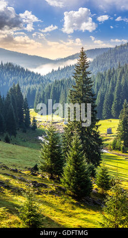 Schafe kommen auf dem Campingplatz in der Nähe Fluss unter den Wald im nebligen Berge im Morgenlicht Stockfoto