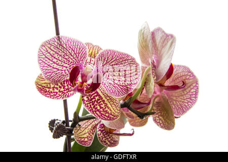 Phalaenopsis Blume mit lila Streifen auf weißem Stockfoto