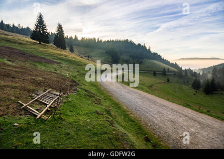 gebrochene Zaun in der Nähe wo Schafe auf der Wiese an der Straße in Bergen mit Nadelwald im Nebel bei Sonnenaufgang rasiert sind Stockfoto