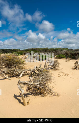 Vom Wind verwehten und knorrigen Kiefern auf den Sanddünen Formby Zeitpunkt, Merseyside. Stockfoto
