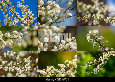 Frühling-Collage aus kleinen weißen Blüten auf einem bunten verschwommenen Hintergründe Stockfoto
