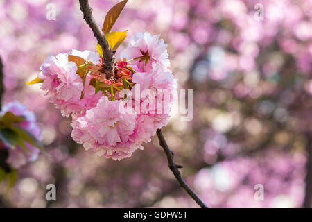 zarte rosa Blumen blühten japanische Kirschbäume vor unscharfen Hintergrund im Frühlingsgarten Stockfoto