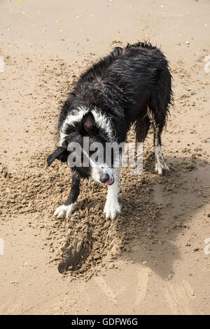 Border-Collie Hund Spaß graben auf einem Strand in Formby Punkt, Merseyside, England. Stockfoto