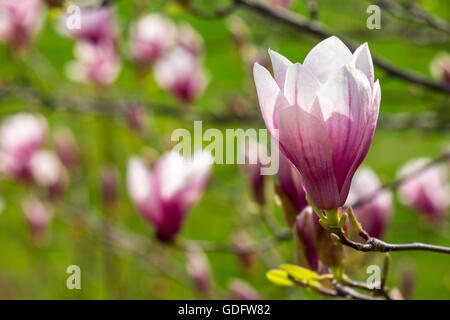 drei Magnolia Blumen hautnah auf einem grünen Rasen-Hintergrund Stockfoto