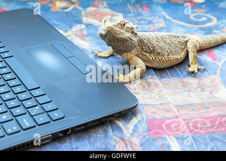 Closeup Seitenansicht Agama Eidechse auf einem Sofa vor einem offenen Laptop liegen. Agama schaut die Kamera. Stockfoto