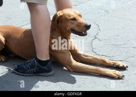 Rhodesian Ridgeback-Hund liegt an einem sonnigen Tag auf Asphaltpflaster neben den Beinen seines Besitzers im Freien Stockfoto