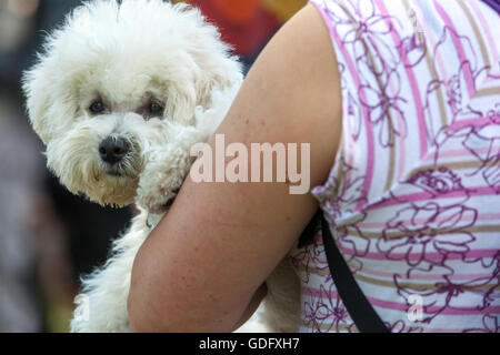 Bichon Frise in die Arme der Frau Stockfoto