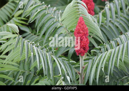 Staghorn Sumach (Rhus Typhina) mit roten Bob, entlang einer Land-Straße in Kingston, Ontario Kanada Stockfoto