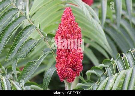 Staghorn Sumach (Rhus Typhina) mit roten Bob, entlang einer Land-Straße in Kingston, Ontario Kanada Stockfoto