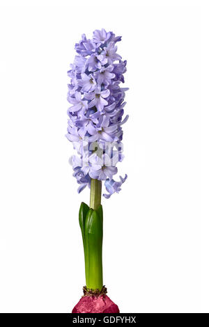 lila Hyazinthe Blumen auf weiß Stockfoto