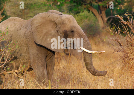 Elefant Stockfoto