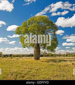 Flaschenbaum Brachychiton Rupestris auf goldenen Grasebenen in central Queensland mit Carnarvon reicht am Horizont unter blauem Himmel Stockfoto