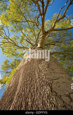 Flaschenbaum Brachychiton Rupestris vom Stamm bis zu hohen Zweige & Smaragd grünes Laub gegen blauen Himmel im Outback Australien Stockfoto