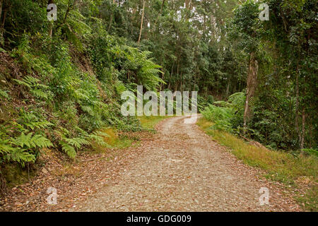 Schmale kurvenreiche Straße durch dichten grünen Regenwald mit Farnen & Bäume im australischen Great Dividing Range Stockfoto