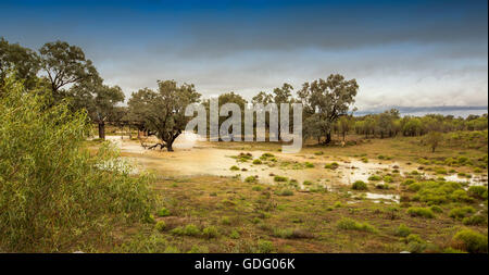 Panoramablick auf australische Outback-Landschaft nach dem Regen mit Bäumen & Büschel der smaragdgrüne Gräser und riesige Wasserfläche unter blauem Himmel Stockfoto