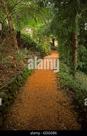 Roten Kies Weg durch dichten, schattigen Wald der grünen Vegetation der Bäume und Farne in den Blue Mountains botanischen Gärten NSW Stockfoto