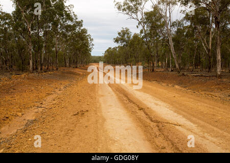 Lange gerade rote unbefestigte Straße führt durch hohen Eukalyptus-Wälder zum fernen Horizont im Outback Australien Stockfoto