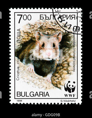 Briefmarke aus Bulgarien, die Darstellung eines schwarzbäuchigen Hamster (Critcetus Cricetus) Stockfoto