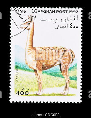 Briefmarke aus Afghanistan Darstellung ein Vikunja (Lama Vicugna) Stockfoto