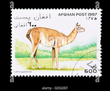 Briefmarke aus Afghanistan Darstellung ein Guanako (Lama Guanicoe) Stockfoto