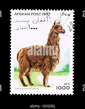 Briefmarke aus Afghanistan Darstellung ein Guanako ((Lama Guanicoe) Stockfoto