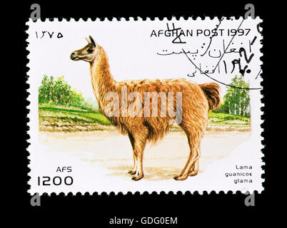 Briefmarke aus Afghanistan Darstellung eine Lama ((Lama Glama) Stockfoto