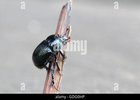 Mistkäfer, Anoplotrupes stercorosus Stockfoto