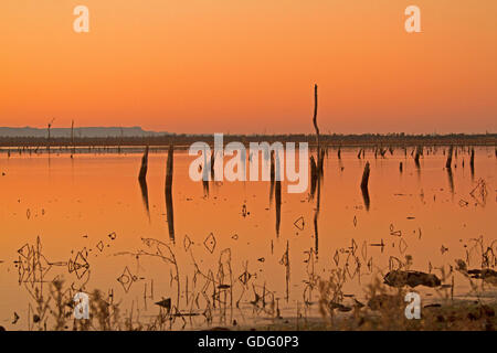 Sonnenaufgang und lebhaften orangefarbenen Himmel über weiten ruhigen Gewässern des Sees Nuga Nuga, die sich zum Horizont im Outback Queensland Australien Stockfoto