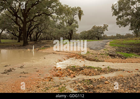 Schlammiges Wasser überflutet Creek Eukalyptus-Wäldern durchzogen und Gießen über beschädigte Bitumen Straße im Outback Australien nach Dürre Stockfoto