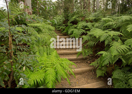 Lange hölzerne Stufen hinauf durch Wald von hohen Bäumen mit Unterholz aus Smaragd Farne im australischen Great Dividing Range Stockfoto