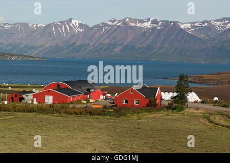 Island: rot Häuser in den Fjord von Akureyri, Hauptstadt des Nordens an der Spitze eines langen Fjord, umgeben von hohen Bergen Stockfoto